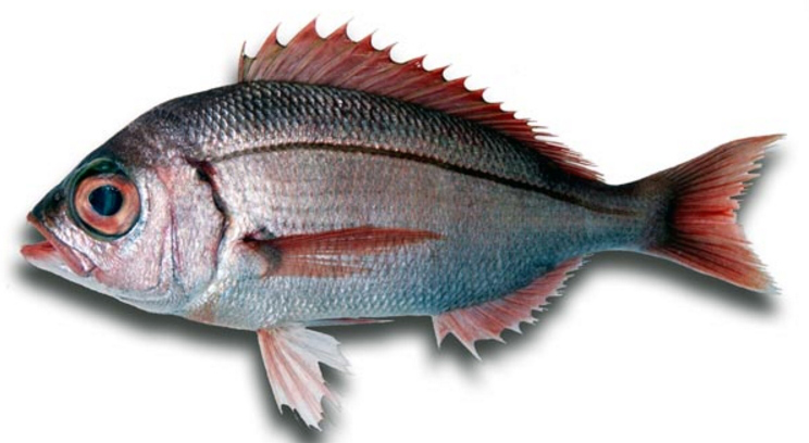 Dentex macrophthalmus_08.jpg